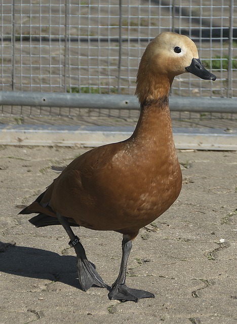将于今夏开